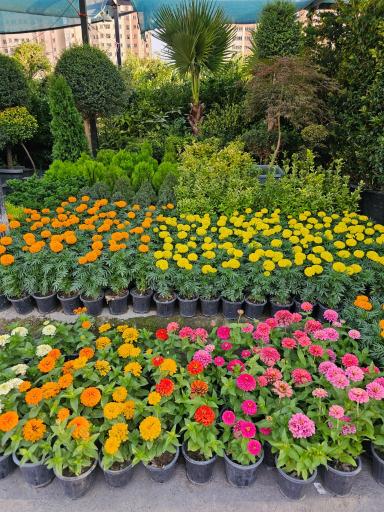 عکس بازار گل آسمان