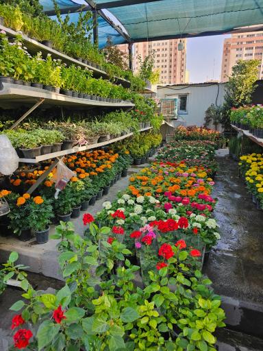 عکس بازار گل آسمان