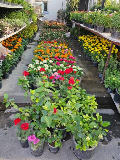 عکس بازار گل آسمان