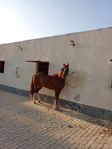 عکس سوارکاری ایرانیان 