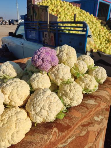 عکس جمعه بازار نیروگاه (بوستان جوان)