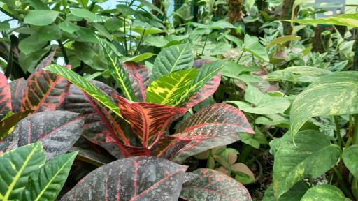 عکس گلکده رها