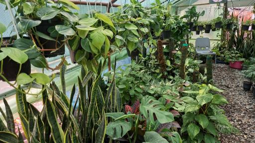 عکس گلکده رها