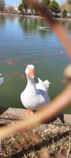 عکس بوستان سعدی