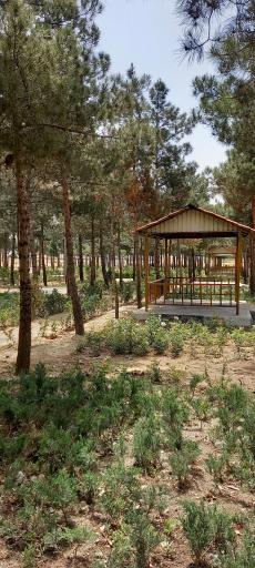 عکس پارک جنگلی ترنج (تورنج)