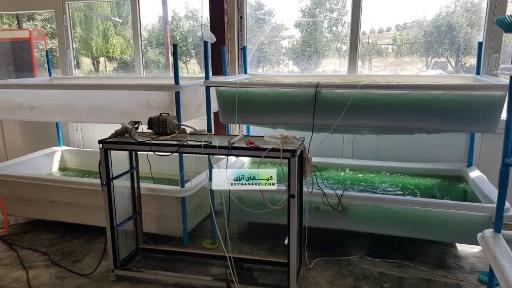 عکس هلدینگ دانش بنیان کیهان آبزی