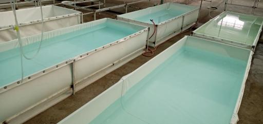 عکس هلدینگ دانش بنیان کیهان آبزی