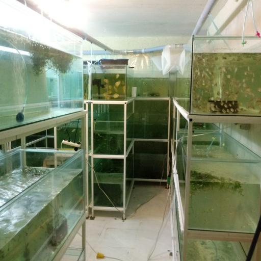 عکس هلدینگ دانش بنیان کیهان آبزی