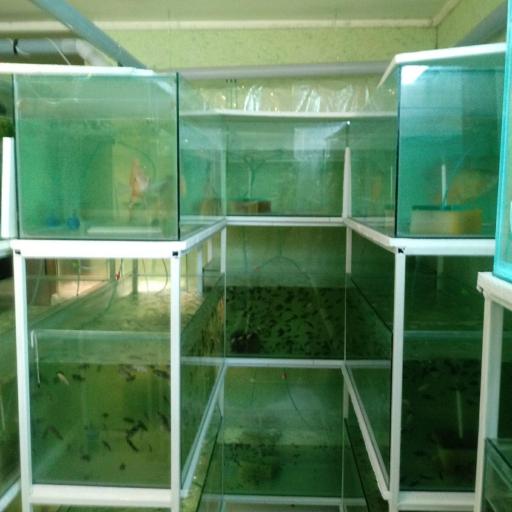 عکس هلدینگ دانش بنیان کیهان آبزی