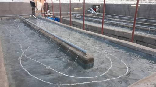 عکس هلدینگ دانش بنیان کیهان آبزی