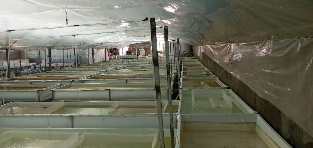 عکس هلدینگ دانش بنیان کیهان آبزی