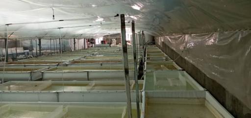 عکس هلدینگ دانش بنیان کیهان آبزی