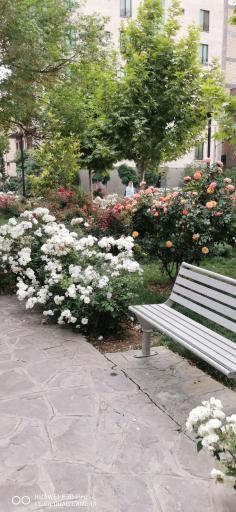 عکس بوستان شادی