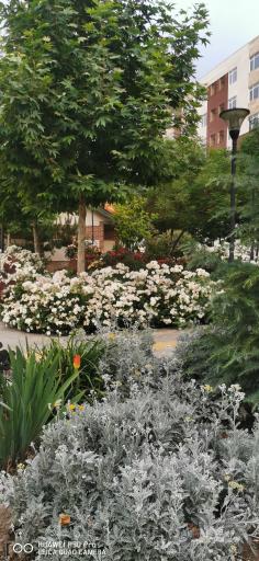 عکس بوستان شادی