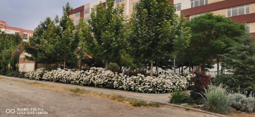 عکس بوستان شادی