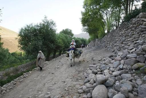 عکس لیقوان