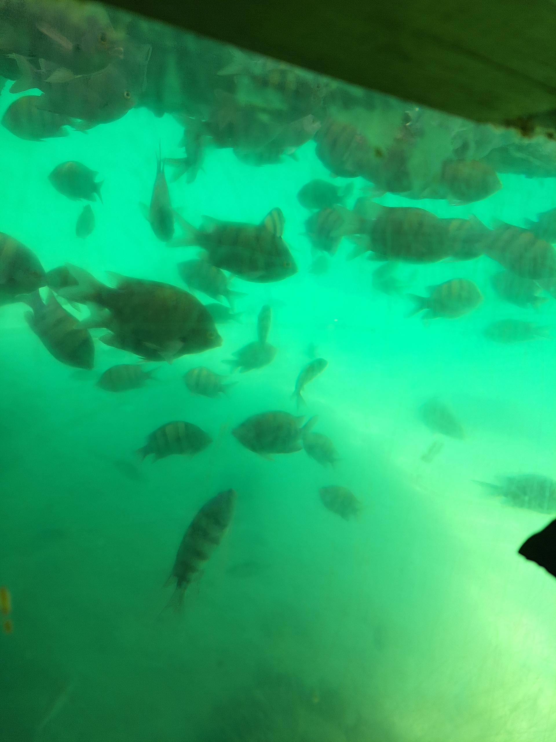 عکس آکواریوم کیش