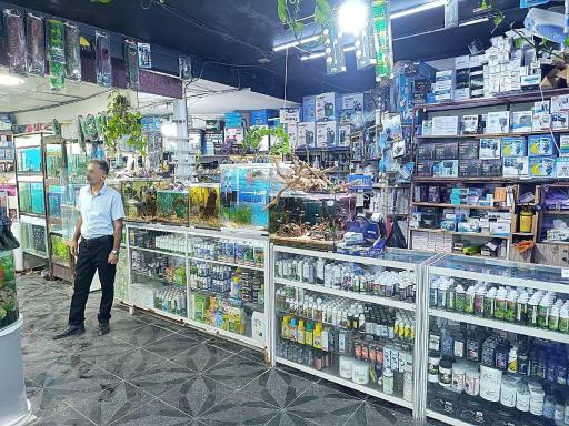 عکس آکواریوم گلدفیش