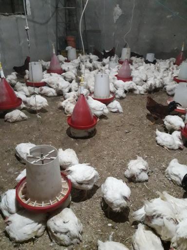 مرغ زنده فروشی علی کچلو