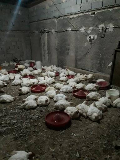 عکس مرغ زنده فروشی علی کچلو