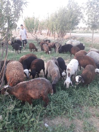 عکس مرغ زنده فروشی علی کچلو