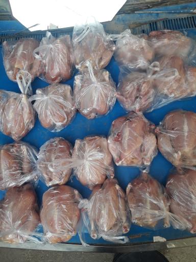 مرغ زنده فروشی علی کچلو