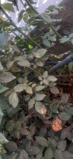 عکس کلینیک گیاهپزشکی مهندس فضلی مقدم