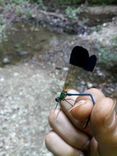 عکس کلینیک گیاهپزشکی مهندس فضلی مقدم