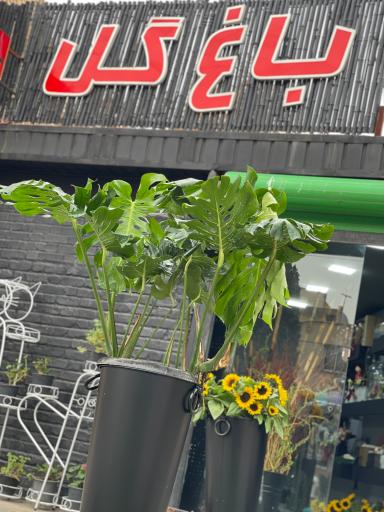 عکس مجموعه گل و گیاه باغ گل