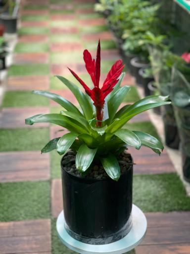 مجموعه گل و گیاه باغ گل