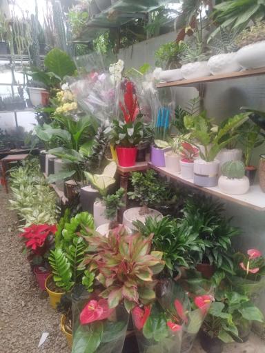 عکس گل فروشی پامچال