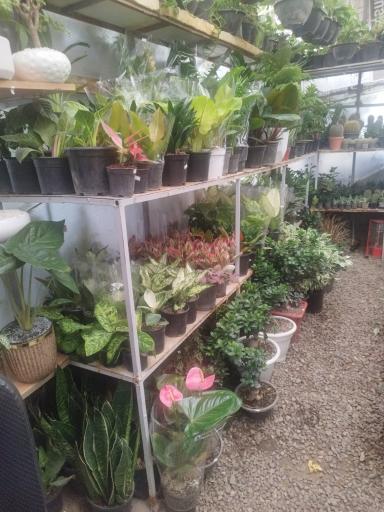 عکس گل فروشی پامچال