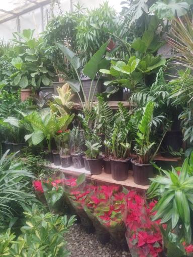 عکس گل فروشی پامچال