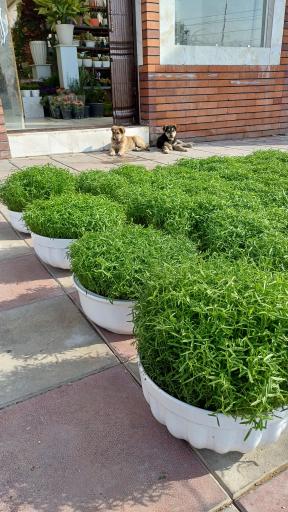 عکس گل فروشی آراگل