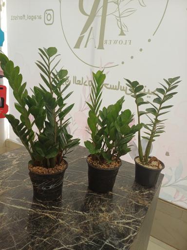 عکس گل فروشی آراگل