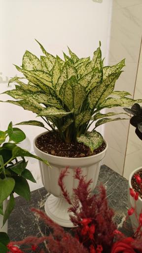 عکس گل فروشی آراگل