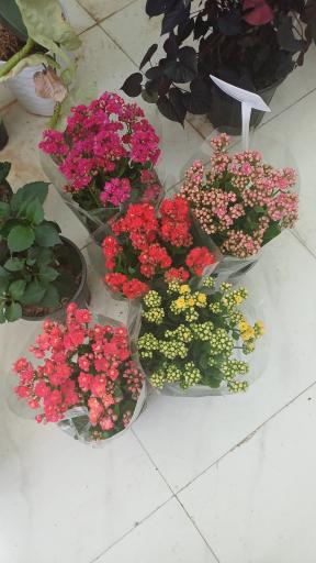 عکس گل فروشی آرا گل