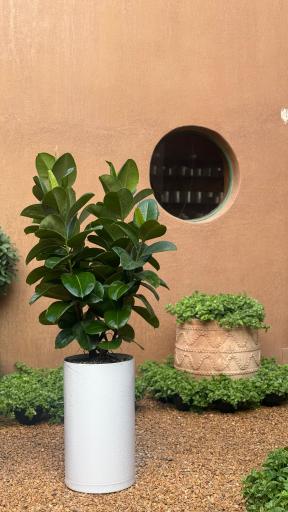 عکس گلخانه کاج