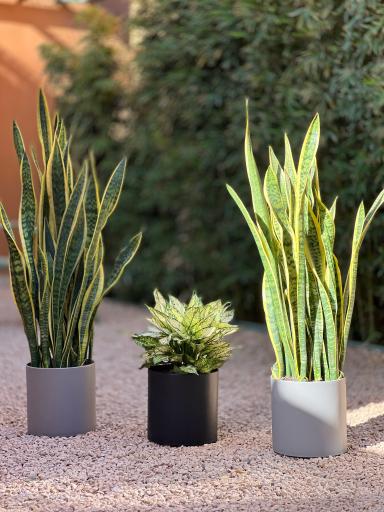 عکس گلخانه کاج