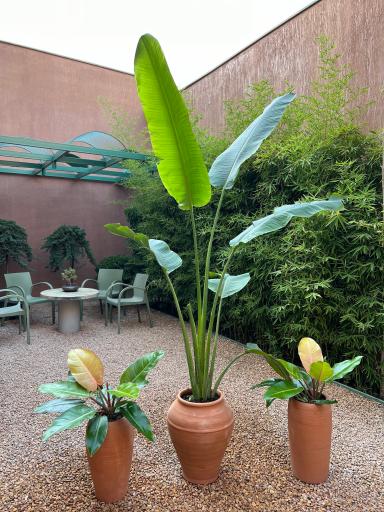 عکس گلخانه کاج