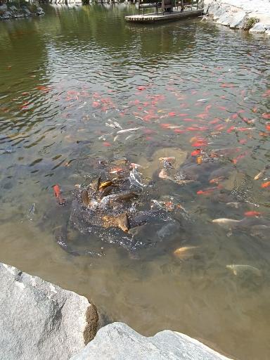 عکس برکه ماهی