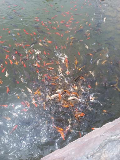 عکس برکه ماهی