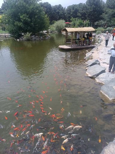عکس برکه ماهی