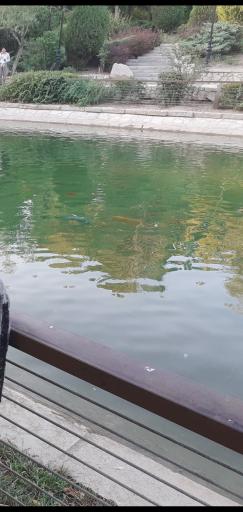 عکس برکه ماهی