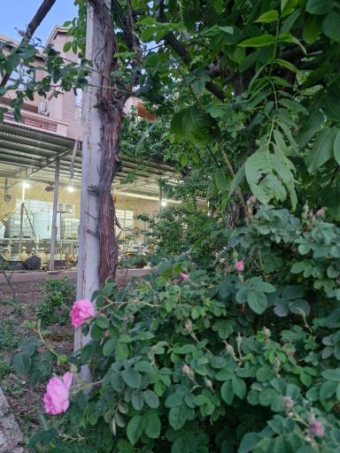 عکس مجتمع گلاب باخدا