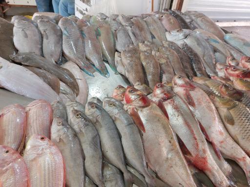 عکس ماهی‌فروشی خلیج فارس