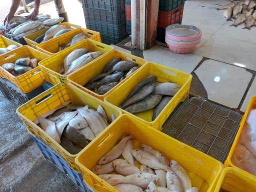 عکس ماهی‌فروشی خلیج فارس