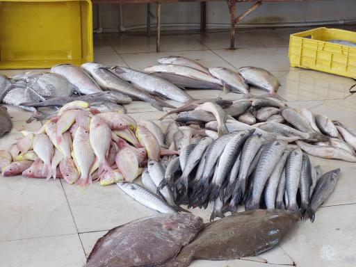 عکس ماهی‌فروشی خلیج فارس