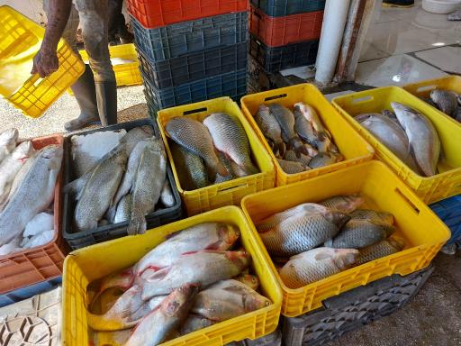 عکس ماهی‌فروشی خلیج فارس