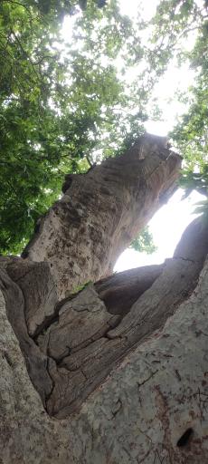 عکس چنار ۱۴۰۰ ساله